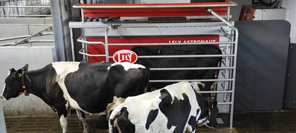 cows walking in and in front of Lely Astronaut milking robot