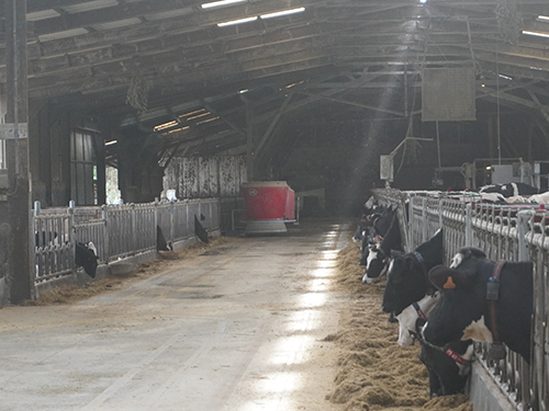 Lely Vector - Ferme Landegas 61