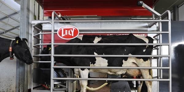 Cow getting milked by Lely Astronaut milking robot