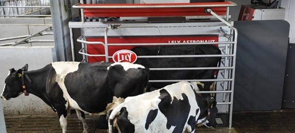 cows walking in and in front of Lely Astronaut milking robot