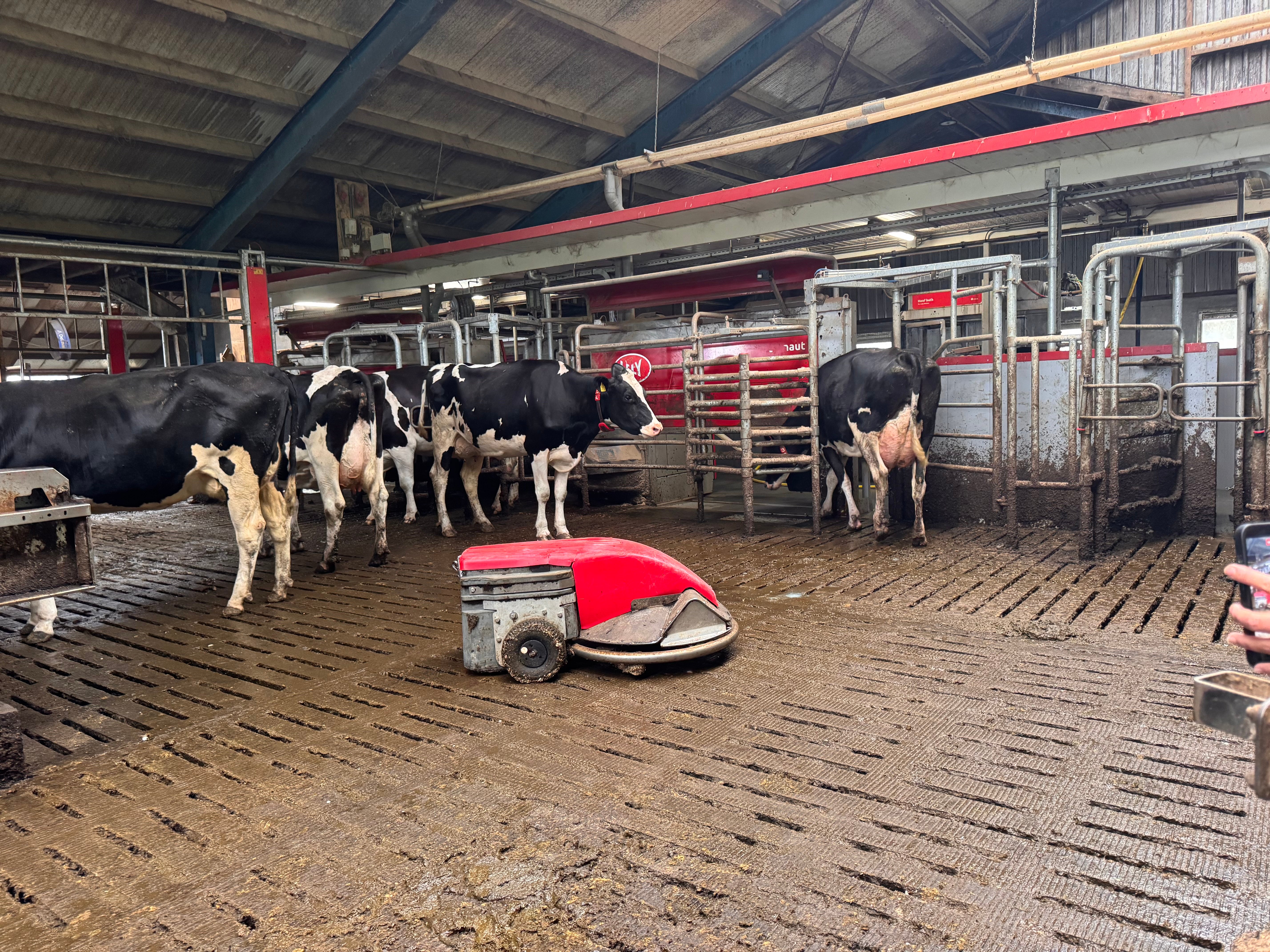 Lely melkrobot en mestrobot in koeienstal