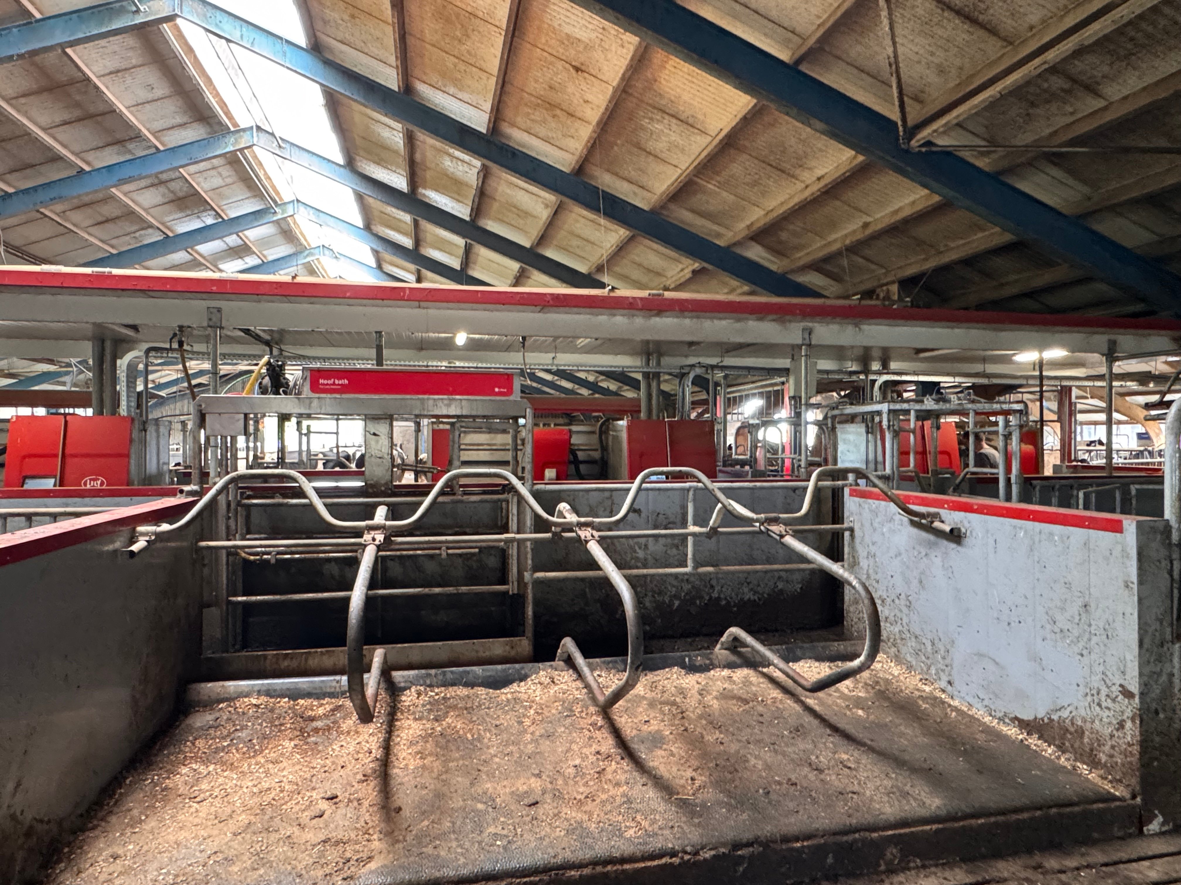 Lely melkrobot in koeienstal