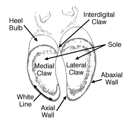 anatomy of the claws