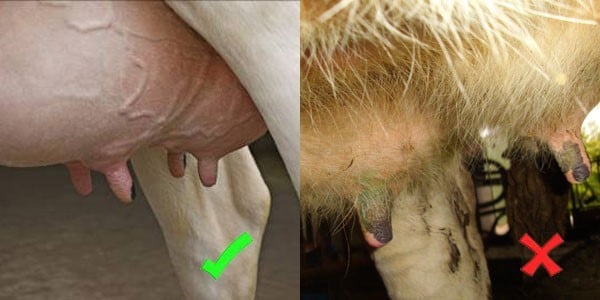 contrast between clean and hairy udders