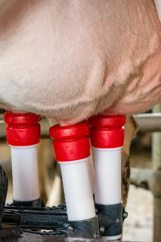 Koe die gemolken wordt door de Lely Astronaut met de perfect tepelvoeringen