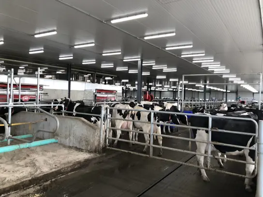 Ferme Belvallée inc. sur le territoire du centre Lely Agri-Robotique