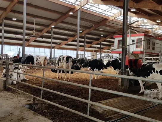 L'étable de la ferme FD Daoust dans le territoire de Jolco centre Lely