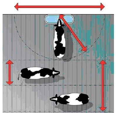 distance between cows in a farm