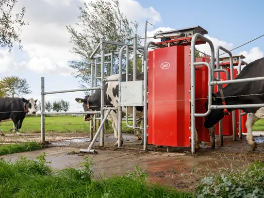 A Lely Grazeway R on a dairy farm. Cows are entering and exiting the system to go to a grazing field.