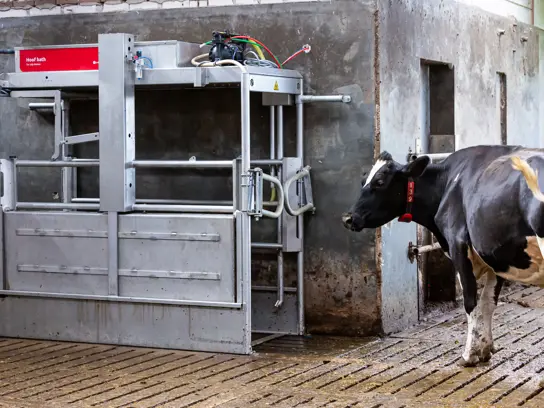 A hoof bath for Lely Meteor for efficient hoof care in a dairy barn. A black and white cow is standing on the side of the machine.