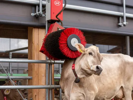 A Lely Luna automatic cow brush in a dairy barn. A brown cow is standing under the brush, being brushed.