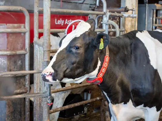 A black and white cow wears a Lely Qwes sensor, which monitors the cow's health.