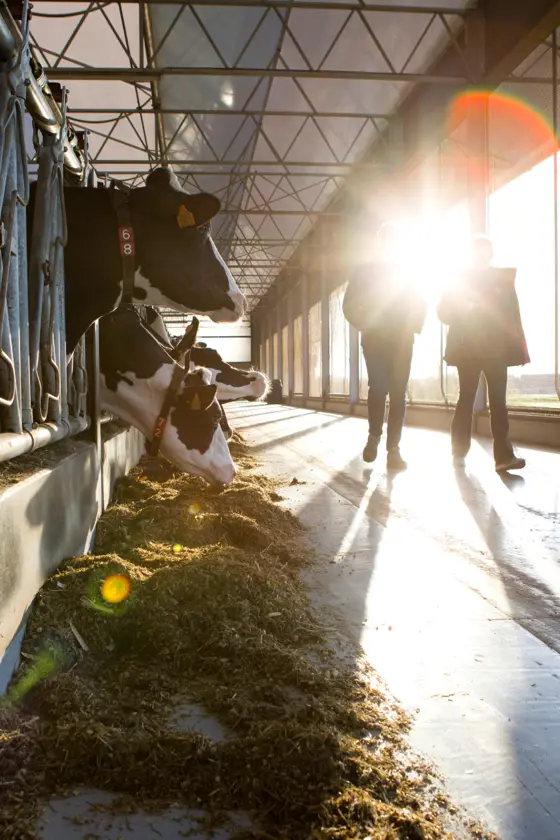 Two people walk in a sunlit barn with cows feeding along the left side. The bright sunlight creates a silhouette effect, casting long shadows. The barn is spacious with large windows on the right, allowing ample light to flood in. The cows are wearing Tags.