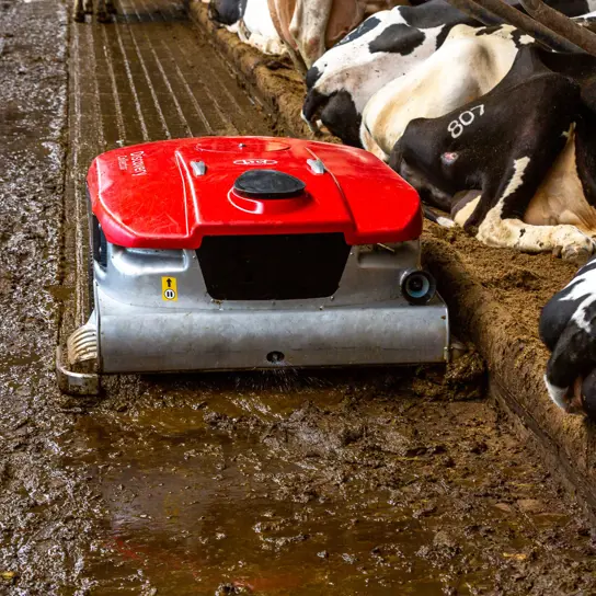 Ein Lely Discovery Collector Roboter reinigt den Boden in einem Milchviehstall. Die Kühe stehen in ihren Ställen im Hintergrund. Ein Lely Astronaut Robotermelksystem ist im Hintergrund zu sehen.