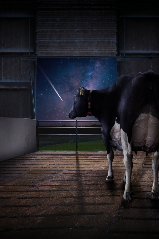 Eine Kuh mit gesunden Hufen, die im Stall steht und draußen einen Meteoriten beobachtet.